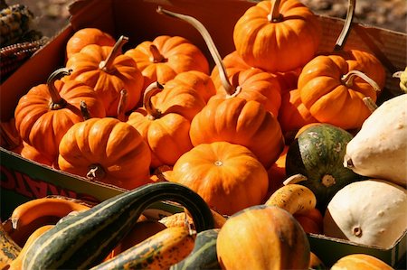 pumpkin leaf pattern - Basket of Holiday Pumpkins and Squash Stock Photo - Budget Royalty-Free & Subscription, Code: 400-04432623