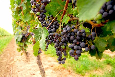 simsearch:846-03166143,k - Rows of vines with red grapes Stock Photo - Budget Royalty-Free & Subscription, Code: 400-04432739