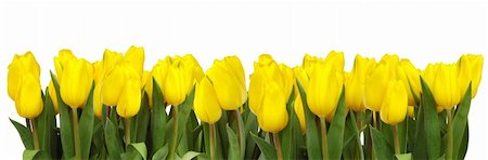 A line of bright yellow tulips on white backgound Stock Photo - Budget Royalty-Free & Subscription, Code: 400-04433748