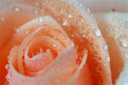simsearch:649-07648640,k - Close up of a Rose with water droplets. Concept: Valentine's Day Stock Photo - Budget Royalty-Free & Subscription, Code: 400-04433836