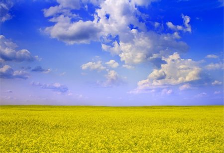 simsearch:400-04794343,k - Rape Field Stock Photo - Budget Royalty-Free & Subscription, Code: 400-04444341
