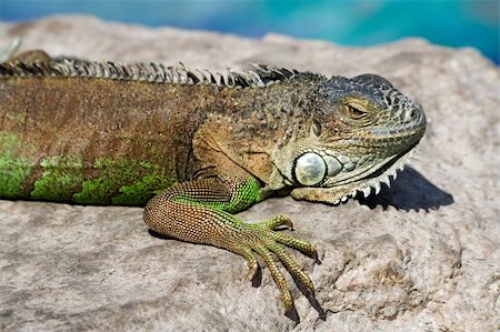 Iguana laying on a rock relaxing Stock Photo - Budget Royalty-Free & Subscription, Code: 400-04445265