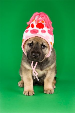 dog inside winter - Puppy sitting wearing hat. Stock Photo - Budget Royalty-Free & Subscription, Code: 400-04446203