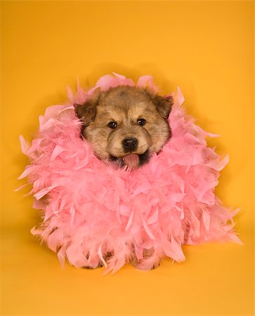 feather boa - Puppy wearing pink feather boa. Photographie de stock - Aubaine LD & Abonnement, Code: 400-04446253