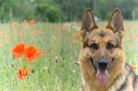 simsearch:400-05200802,k - Germany sheepdog portrait wiht poppy flowers Stock Photo - Budget Royalty-Free & Subscription, Code: 400-04446495