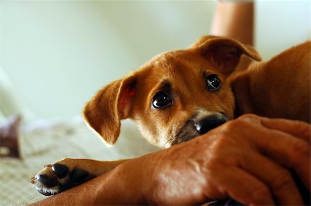 stray dog - Cute little brown puppy sitting on lap Stock Photo - Budget Royalty-Free & Subscription, Code: 400-04446871