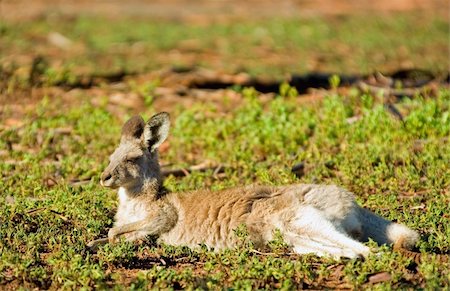 eastern grey kangaroo - an eastern grey kangaroo is laying down, resting and enjoying the morning sun Stock Photo - Budget Royalty-Free & Subscription, Code: 400-04447115