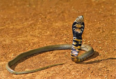 simsearch:400-05181065,k - Spitting cobra ready to attack in Kalahari Desert, nature series. Stock Photo - Budget Royalty-Free & Subscription, Code: 400-04447295