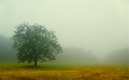 simsearch:400-04587823,k - tree isolated by the heavy fog in Chianti Stock Photo - Budget Royalty-Free & Subscription, Code: 400-04448061