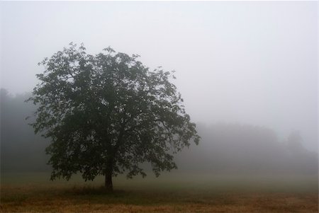 simsearch:400-04587823,k - tree isolated by the heavy fog early in the morning in Chianti Stock Photo - Budget Royalty-Free & Subscription, Code: 400-04448062