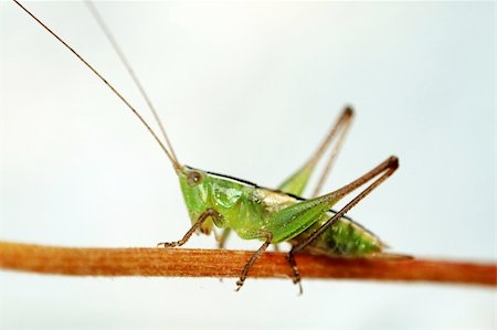 Grasshopper on stalk over white background under sunlight Stock Photo - Budget Royalty-Free & Subscription, Code: 400-04448582