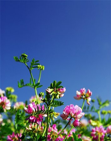 simsearch:400-03928869,k - Summer meadow background with blooming pink flowers crown vetch and bright blue sky Foto de stock - Super Valor sin royalties y Suscripción, Código: 400-04448780