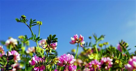 simsearch:400-03928869,k - Summer meadow background with blooming pink flowers crown vetch and bright blue sky Foto de stock - Super Valor sin royalties y Suscripción, Código: 400-04448781