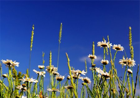 simsearch:400-03928869,k - Summer meadow background with blooming daisy flowers and bright blue sky Foto de stock - Super Valor sin royalties y Suscripción, Código: 400-04448782