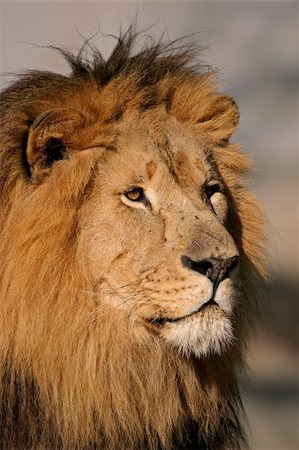 simsearch:400-04727848,k - Portrait of a big male African lion (Panthera leo), South Africa Stock Photo - Budget Royalty-Free & Subscription, Code: 400-04449040