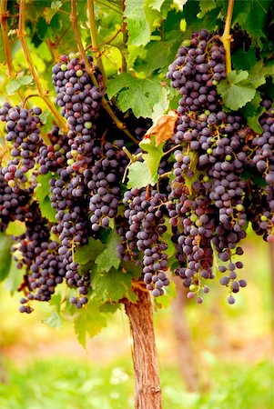 simsearch:846-03166143,k - Bunches of red grapes growing on a vine Stock Photo - Budget Royalty-Free & Subscription, Code: 400-04440294