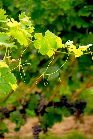 simsearch:846-03166143,k - Backlit branch of grape vine Stock Photo - Budget Royalty-Free & Subscription, Code: 400-04440554