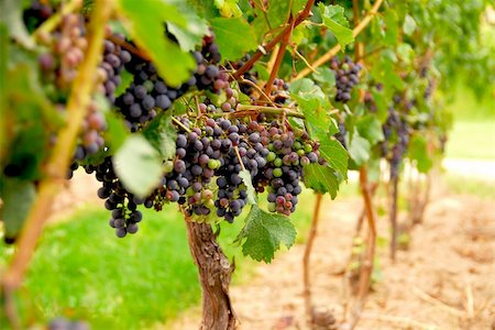 simsearch:846-03166143,k - Rows of vines with red grapes Stock Photo - Budget Royalty-Free & Subscription, Code: 400-04440567