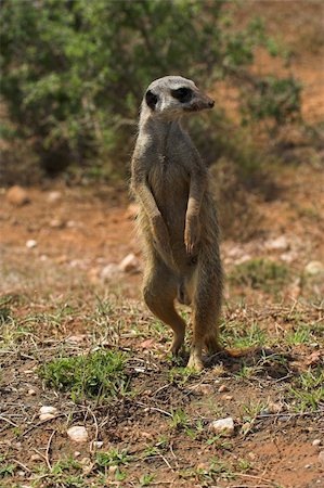 sentinel - Meerkat (Suricate) scouting for danger from above Stock Photo - Budget Royalty-Free & Subscription, Code: 400-04441753