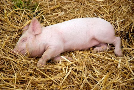 piglet hay - unbearable cute piglet dozing Stock Photo - Budget Royalty-Free & Subscription, Code: 400-04442925