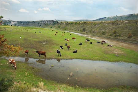simsearch:400-05669603,k - cows herd over grassland landscape of Old Orhei (Moldova) Photographie de stock - Aubaine LD & Abonnement, Code: 400-04454439