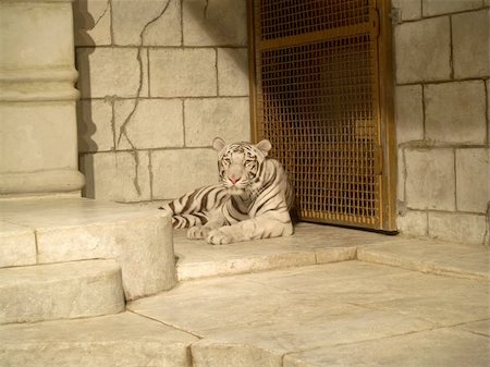 White tiger lying down Stock Photo - Budget Royalty-Free & Subscription, Code: 400-04454446