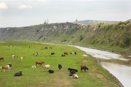 simsearch:400-05669603,k - cows herd over grassland landscape of Old Orhei (Moldova) Photographie de stock - Aubaine LD & Abonnement, Code: 400-04454440