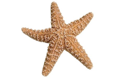 simsearch:400-06857057,k - Starfish in detail on white background complete with very detailed clipping path. Stock Photo - Budget Royalty-Free & Subscription, Code: 400-04454455