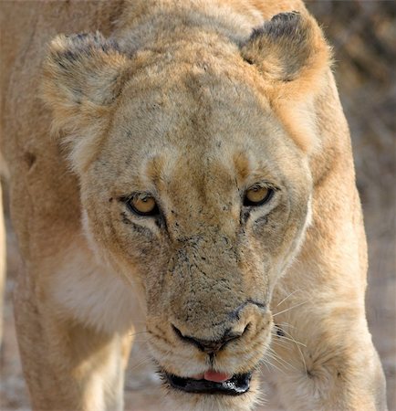 simsearch:400-04613070,k - head shot close up of a lioness Stock Photo - Budget Royalty-Free & Subscription, Code: 400-04455404