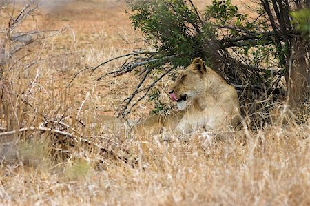 simsearch:400-04613070,k - Lioness resting and licking her mouth clean Stock Photo - Budget Royalty-Free & Subscription, Code: 400-04455403