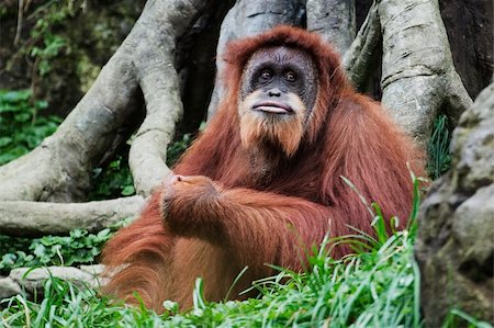 Orangutan (Pongo pygmaeus), Native to Borneo, Indonesia Stock Photo - Budget Royalty-Free & Subscription, Code: 400-04456880