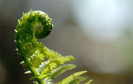 Macro of partially opened fiddlehead. Stock Photo - Budget Royalty-Free & Subscription, Code: 400-04457014