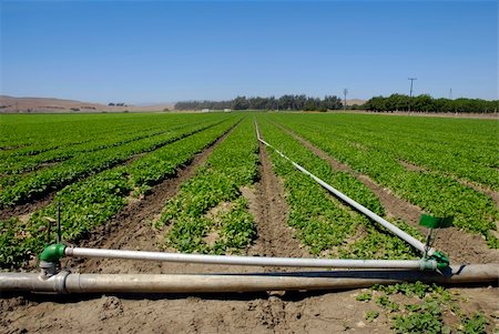 Fresh young spinach in a field in Central California ready for harvest Stock Photo - Budget Royalty-Free & Subscription, Code: 400-04457279