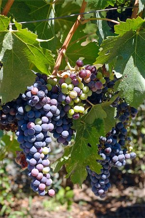 simsearch:846-03166143,k - Bunches of fresh cabernet grapes on a vine in Napa Valley, California Stock Photo - Budget Royalty-Free & Subscription, Code: 400-04457298