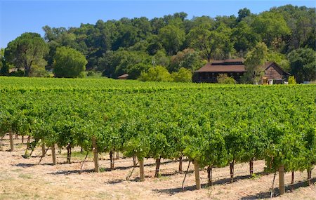 simsearch:846-03166143,k - Rustic vineyard and winery located in Napa Valley, California Stock Photo - Budget Royalty-Free & Subscription, Code: 400-04457300