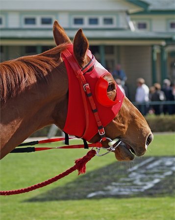 A chestnut thoroughbred with a red racing hood Stock Photo - Budget Royalty-Free & Subscription, Code: 400-04457835