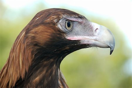 staring eagle - Profile of a very beautiful bird Photographie de stock - Aubaine LD & Abonnement, Code: 400-04458896