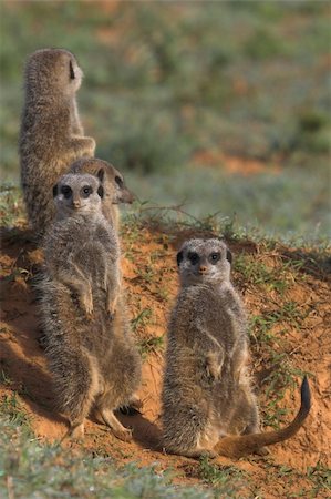 sentinel - Meerkat Family Stock Photo - Budget Royalty-Free & Subscription, Code: 400-04450369