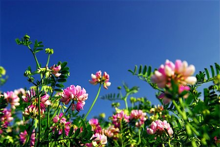 simsearch:400-03928869,k - Summer meadow background with blooming pink flowers crown vetch and bright blue sky Foto de stock - Super Valor sin royalties y Suscripción, Código: 400-04450764