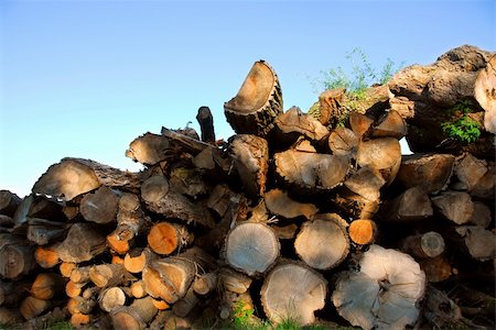 sawmill wood industry - Background of stacked logs lit by evening sun Stock Photo - Budget Royalty-Free & Subscription, Code: 400-04452110