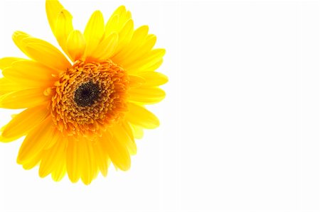 Isolated image of yellow daisy on white background Stock Photo - Budget Royalty-Free & Subscription, Code: 400-04453183