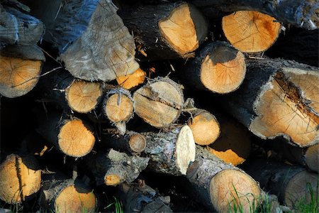 sawmill wood industry - Background of stacked logs lit by evening sun Stock Photo - Budget Royalty-Free & Subscription, Code: 400-04453953