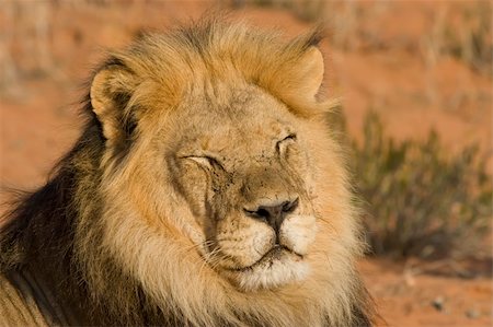 Majestic Male Lion resting in the sun Stock Photo - Budget Royalty-Free & Subscription, Code: 400-04464226