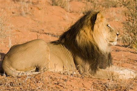 simsearch:400-04613070,k - Majestic Male lion resting in the sun Stock Photo - Budget Royalty-Free & Subscription, Code: 400-04464230