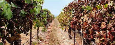 simsearch:846-05647552,k - Vineyard in Sonoma county, California Stock Photo - Budget Royalty-Free & Subscription, Code: 400-04465132
