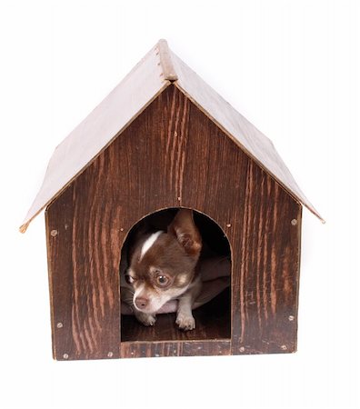 simsearch:400-06424912,k - white and brown chihuahua on the white background at her home Foto de stock - Super Valor sin royalties y Suscripción, Código: 400-04465709