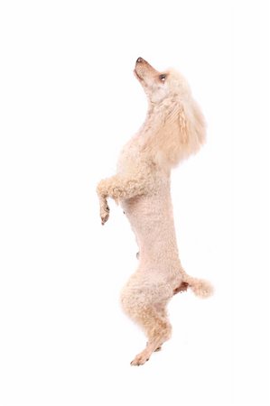 simsearch:400-06424912,k - cute dog (poodle) on the white background Foto de stock - Super Valor sin royalties y Suscripción, Código: 400-04465888