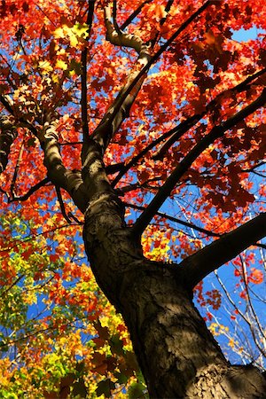 Autumn maple tree with red leaves in the fall forest Stock Photo - Budget Royalty-Free & Subscription, Code: 400-04466000