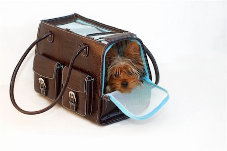 simsearch:400-04185637,k - Yorkshire Terrier looking out of a brown and blue purse Stock Photo - Budget Royalty-Free & Subscription, Code: 400-04466512