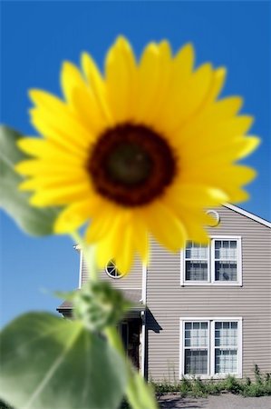 Bright sunflower in front of the house. Focus is on the house. Stock Photo - Budget Royalty-Free & Subscription, Code: 400-04469949